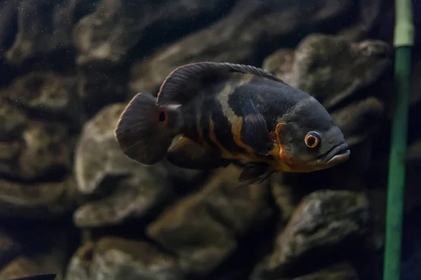 Oscar Balığı Astronotus Ocellatus Akvaryumdaki Tropik Tatlı Balığı Kaplan Oscar — Stok fotoğraf