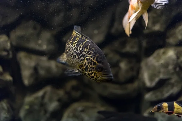 Oscar Fish Astronotus Ocellatus Tropical Freshwater Fish Aquarium Tiger Oscar — Stock Photo, Image