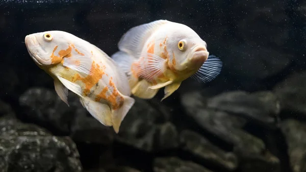 Stronotus Cichlid Oscar Peixes Bacia Amazónica Aquários Como Passatempo Astronotus — Fotografia de Stock