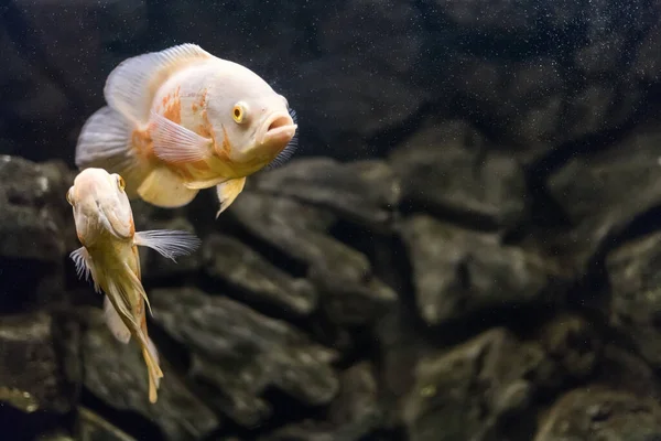 Oscar Fish Astronotus Ocellatus Tropical Freshwater Fish Aquarium Tiger Oscar — Stock Photo, Image