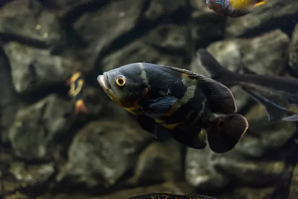 Oscar Balığı Astronotus Ocellatus Akvaryumdaki Tropik Tatlı Balığı Kaplan Oscar — Stok fotoğraf