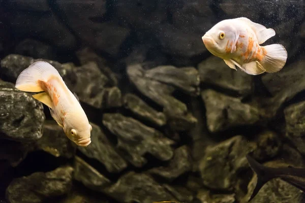 오스카 Astronotus Ocellatus 수족관의 민물고기 호랑이 주머니쥐 남아메리카 지역의 물고기 — 스톡 사진