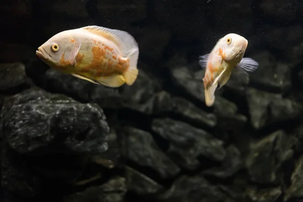 Oscar Fisch Astronotus Ocellatus Tropische Süßwasserfische Aquarium Tigeroskar Samtbuntbarsch Fische — Stockfoto