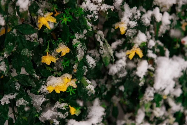 Yellow bush flowers are covered with snow. Abnormal weather.
