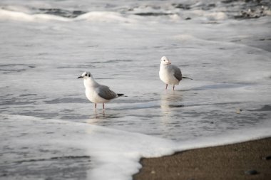 Martı akşam vakti deniz kıyısında yürür..