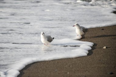 Martı akşam vakti deniz kıyısında yürür..