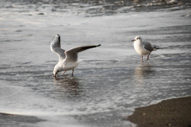 Martı akşam vakti deniz kıyısında yürür..