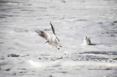 Martı akşam vakti deniz kıyısında yürür..