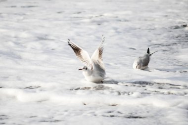 Martı akşam vakti deniz kıyısında yürür..