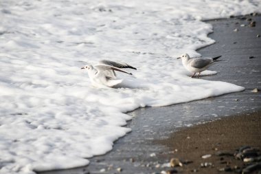 Martı akşam vakti deniz kıyısında yürür..