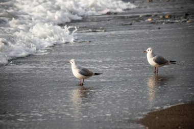 Martı akşam vakti deniz kıyısında yürür..