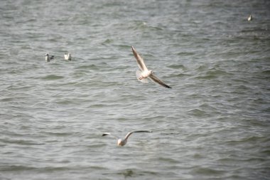 Martı akşam vakti deniz kıyısında yürür..