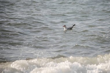 Martı akşam vakti deniz kıyısında yürür..
