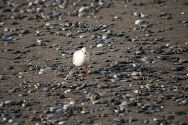 Martı akşam vakti deniz kıyısında yürür..