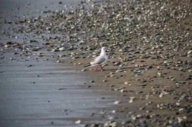 Martı akşam vakti deniz kıyısında yürür..