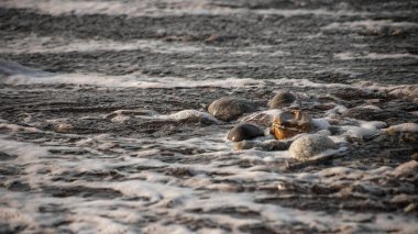 Taşlı ve köpüklü deniz kıyısı, çakıl taşı deniz manzarası. 