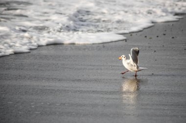 Martı akşam vakti deniz kıyısında yürür..