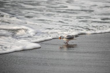 Martı akşam vakti deniz kıyısında yürür..