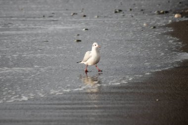 Martı akşam vakti deniz kıyısında yürür..