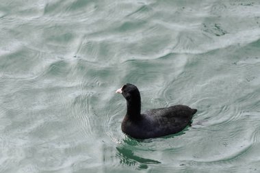 Ördekler ve diğer kuşlar Karadeniz 'de yüzerler..