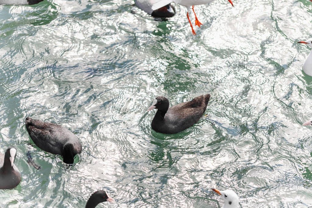 Ducks and other birds swim in the Black Sea.