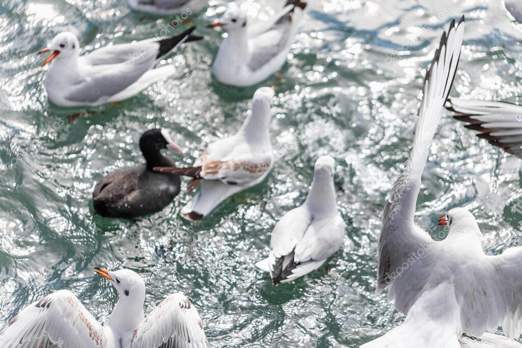 Ducks and other birds swim in the Black Sea.