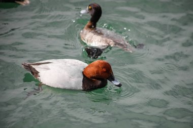 Ördekler ve diğer kuşlar Karadeniz 'de yüzerler..