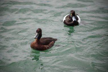 Ördekler ve diğer kuşlar Karadeniz 'de yüzerler..