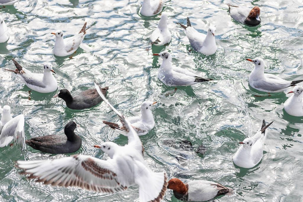 Ducks and other birds swim in the Black Sea.