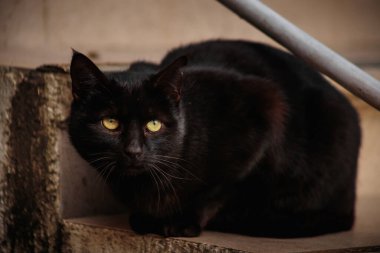 Pörsümüş kulaklı başıboş bir kara kedi. Bir hayvanın bakışı..