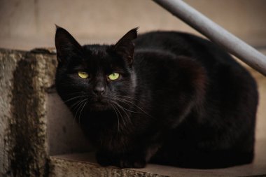 Pörsümüş kulaklı başıboş bir kara kedi. Bir hayvanın bakışı..