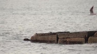 Karadeniz. Yalnızlık. Denizde rüzgar. Denizde beton iskele. Dalgakıranda martılar.
