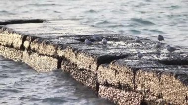 Karadeniz. Yalnızlık. Denizde rüzgar. Denizde beton iskele. Dalgakıranda martılar.