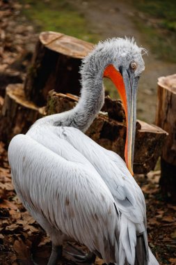 Güzel, büyük bir pelikan. Kıvırcık pelikan.