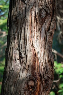 Doğal arka plan. ağaç kabuğunun karmaşık deseni.