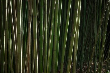 Bambu yoğun bir duvarda yetişir.