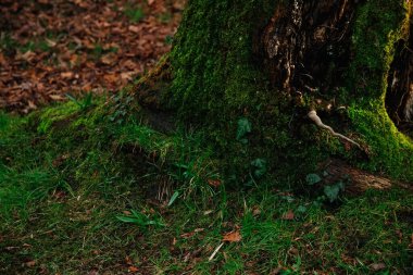 Ormandaki bir ağaç kütüğünde yosun. Ormanda yosun olan eski bir orman. Ağaç kabuğu. Ağaç kökleri. Doğal arkaplan.