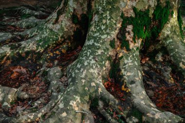 Ormandaki bir ağaç kütüğünde yosun. Ormanda yosun olan eski bir orman. Ağaç kabuğu. Ağaç kökleri. Doğal arkaplan.