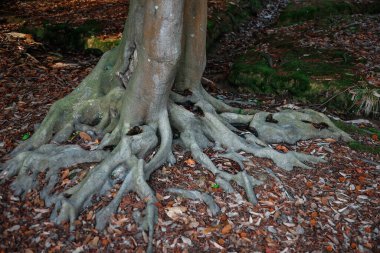 Ormandaki bir ağaç kütüğünde yosun. Ormanda yosun olan eski bir orman. Ağaç kabuğu. Ağaç kökleri. Doğal arkaplan.