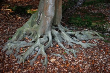 Ormandaki bir ağaç kütüğünde yosun. Ormanda yosun olan eski bir orman. Ağaç kabuğu. Ağaç kökleri. Doğal arkaplan.