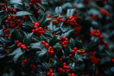 Noel kutsal kırmızı böğürtlen. Olgun kırmızı böğürtlenli yeşil yapraklar. Yeşil yapraklar ve kırmızı böğürtlen Noel çobanpüskülü, kartı kapat