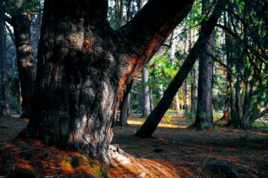 Akşam parkında ağaçların arasında yürürken.