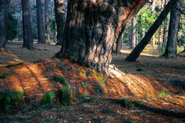 Güzel horozlar ve tavuklar, açık alanda yürüyorlar..