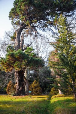 Akşam parkında ağaçların arasında yürürken.