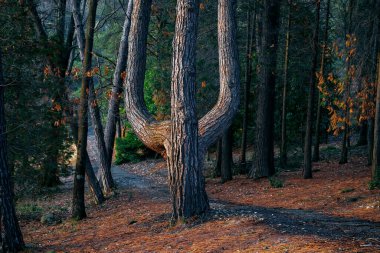 İyi çiğnenmiş bir patika ya da orman boyunca yürüyüş yolu. Parktaki ağaçlar. Akşam ormanı.