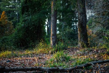 İyi çiğnenmiş bir patika ya da orman boyunca yürüyüş yolu. Parktaki ağaçlar. Akşam ormanı.