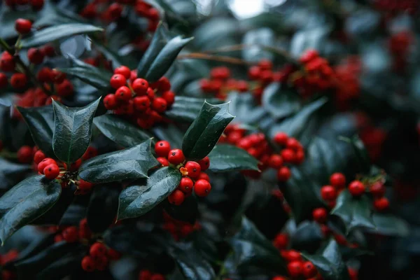 Christmas Holly red berries. Holly green foliage with mature red berries. Green leaves and red berry Christmas holly, close up card