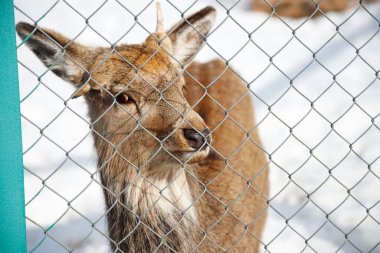 Hayvanat bahçesinde küçük bir geyik, çitin arkasında..