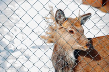 Hayvanat bahçesinde küçük bir geyik, çitin arkasında..