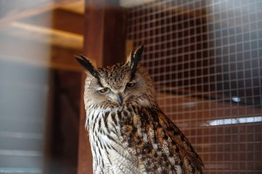 Kartal baykuş hayvanat bahçesindeki kuşhanesinde.